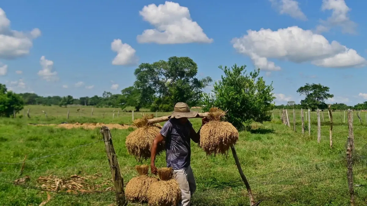 Cultivadores de arroz de La Mojana (Sucre) están en quiebra y la aseguradora no paga indemnización: son 3.000 hectáreas afectadas por El Niño en 2026