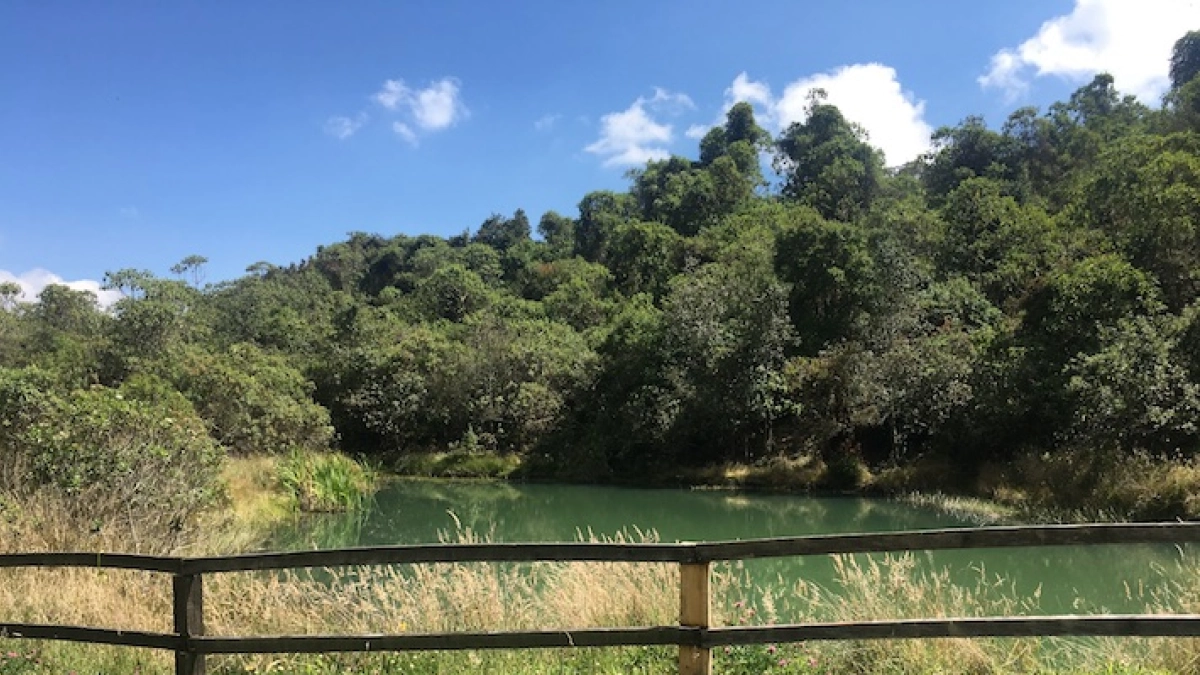 Bosque El Encenillo recibió 1.600 árboles nativos en jornadas de restauración ecológica