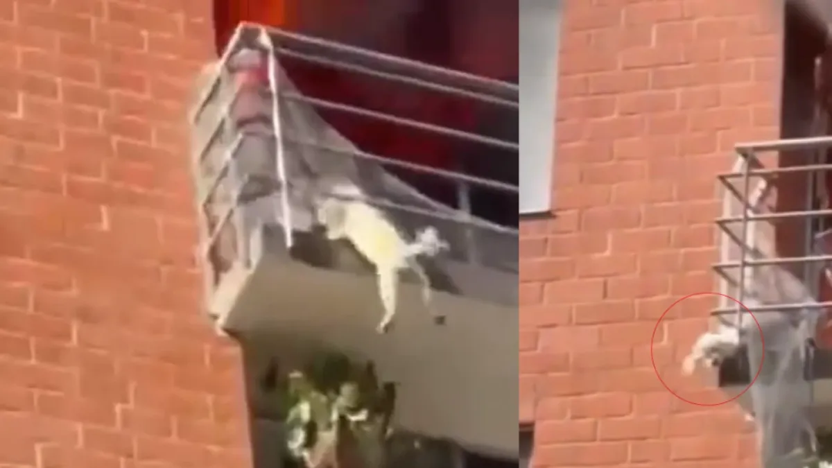 Falleció Molly, la perrita que saltó de un quinto piso para escapar de un incendio en Neiva