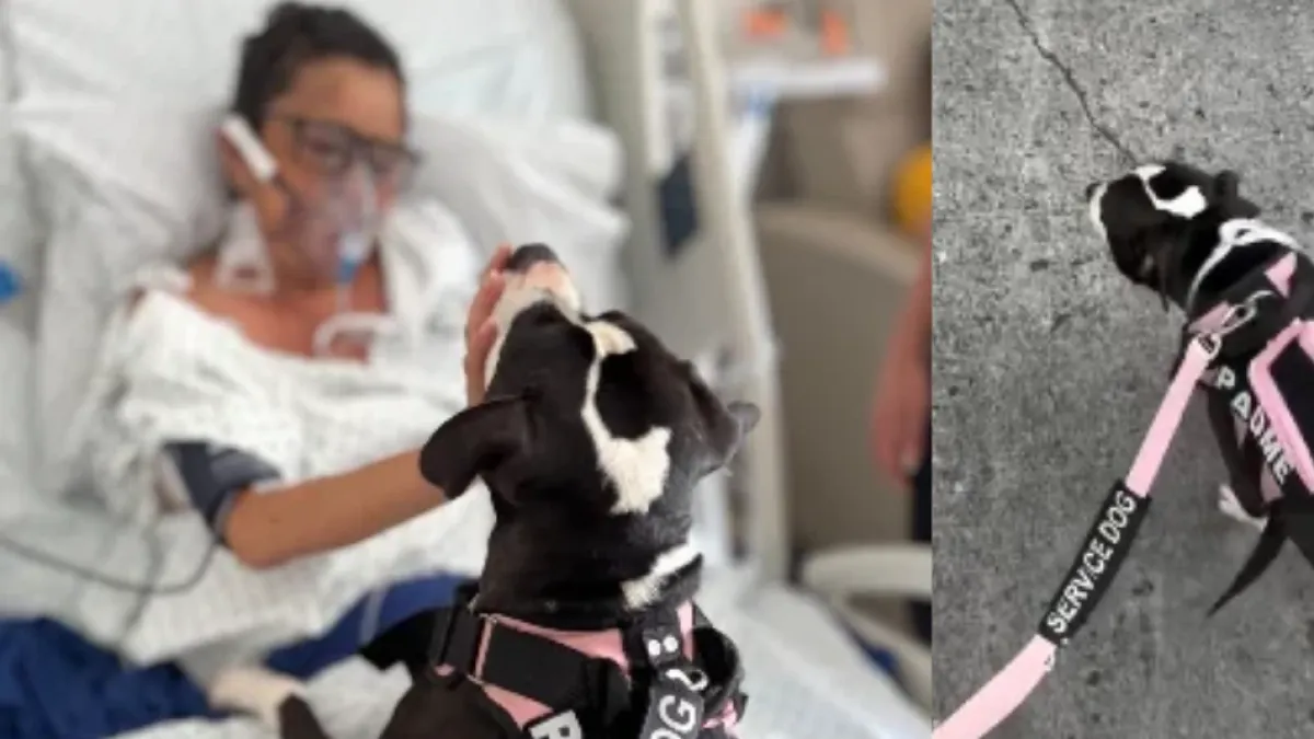 Padme, la perrita que pasó del abandono a llevar alegría a pacientes de cuidados intensivos en Medellín