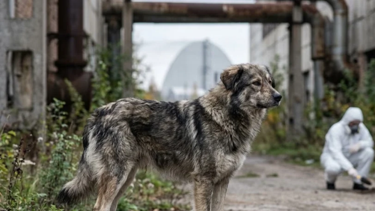 Científicos revelan que los perros de Chernóbil presentan variaciones genéticas en su ADN: 'Tienen diferencias en su composición'