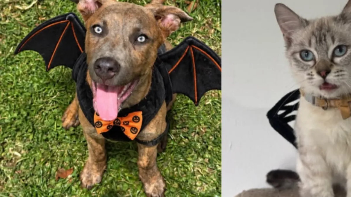 Lanzan concurso virtual de disfraces de mascotas; fundación busca darles una nueva oportunidad a perros y gatos que esperan un hogar