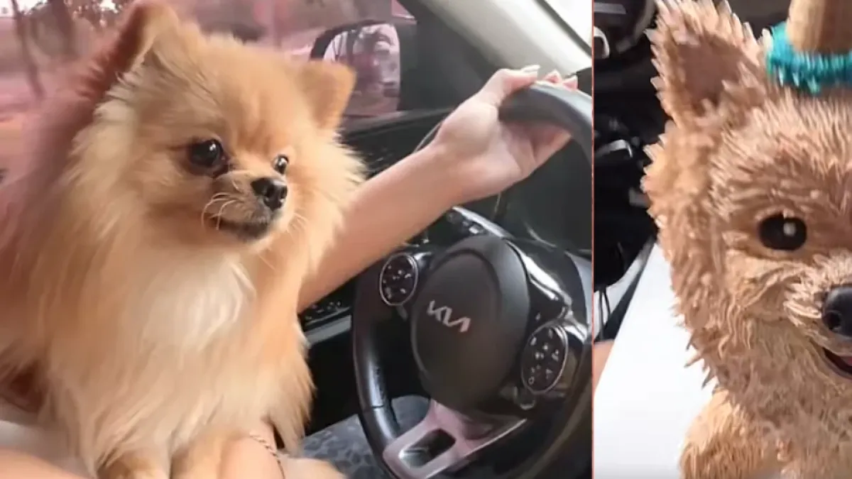 Pomerania se vuelve viral al descubrir un pastel idéntico a él y su reacción conquista las redes