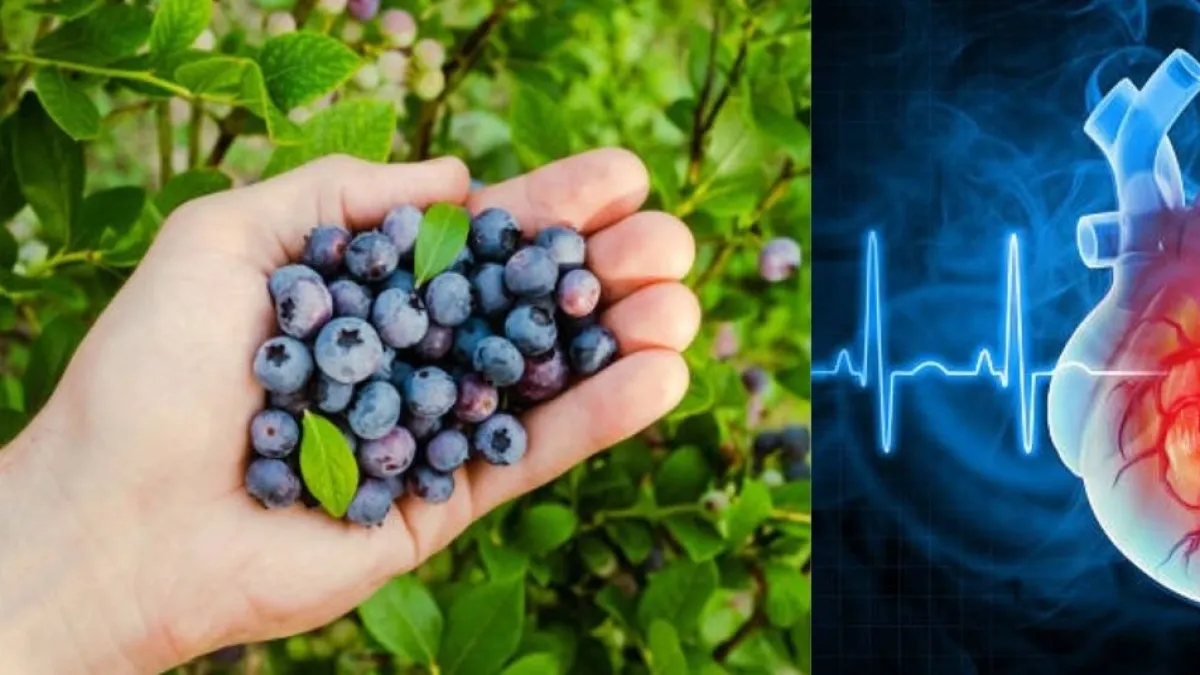 Comer arándanos todos los días puede beneficiar la salud del corazón, según la ciencia y expertos