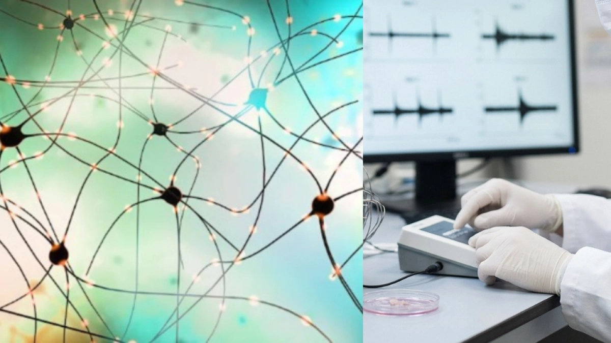 Científicos cultivaron pequeños 'cerebros humanos' y lograron conectarlos un sistema capaz de leer braille con un 83 % de precisión