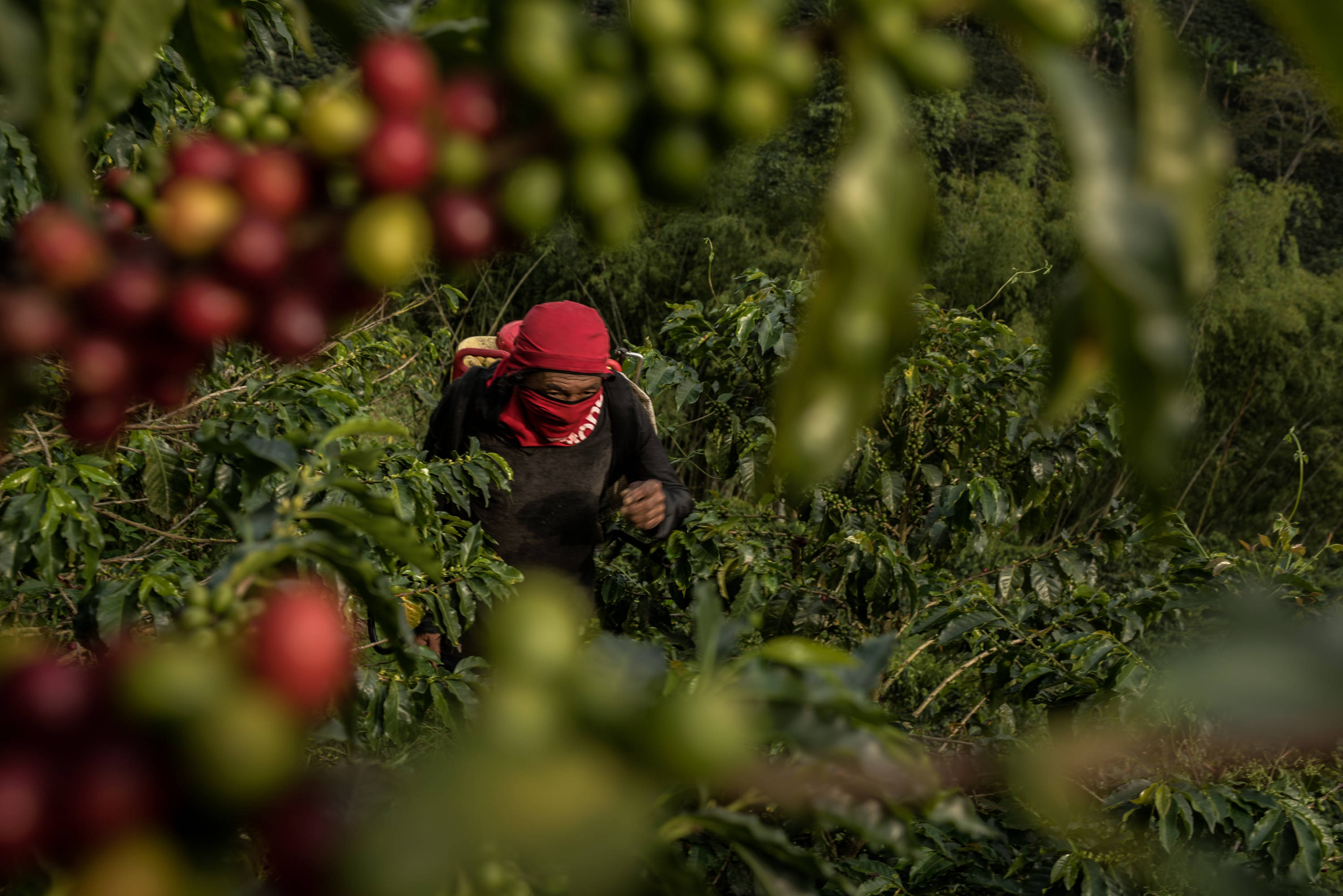 Caficultores de Risaralda perdieron, sin embargo, cerca del 30 % de sus cultivos debido a la ola invernal.