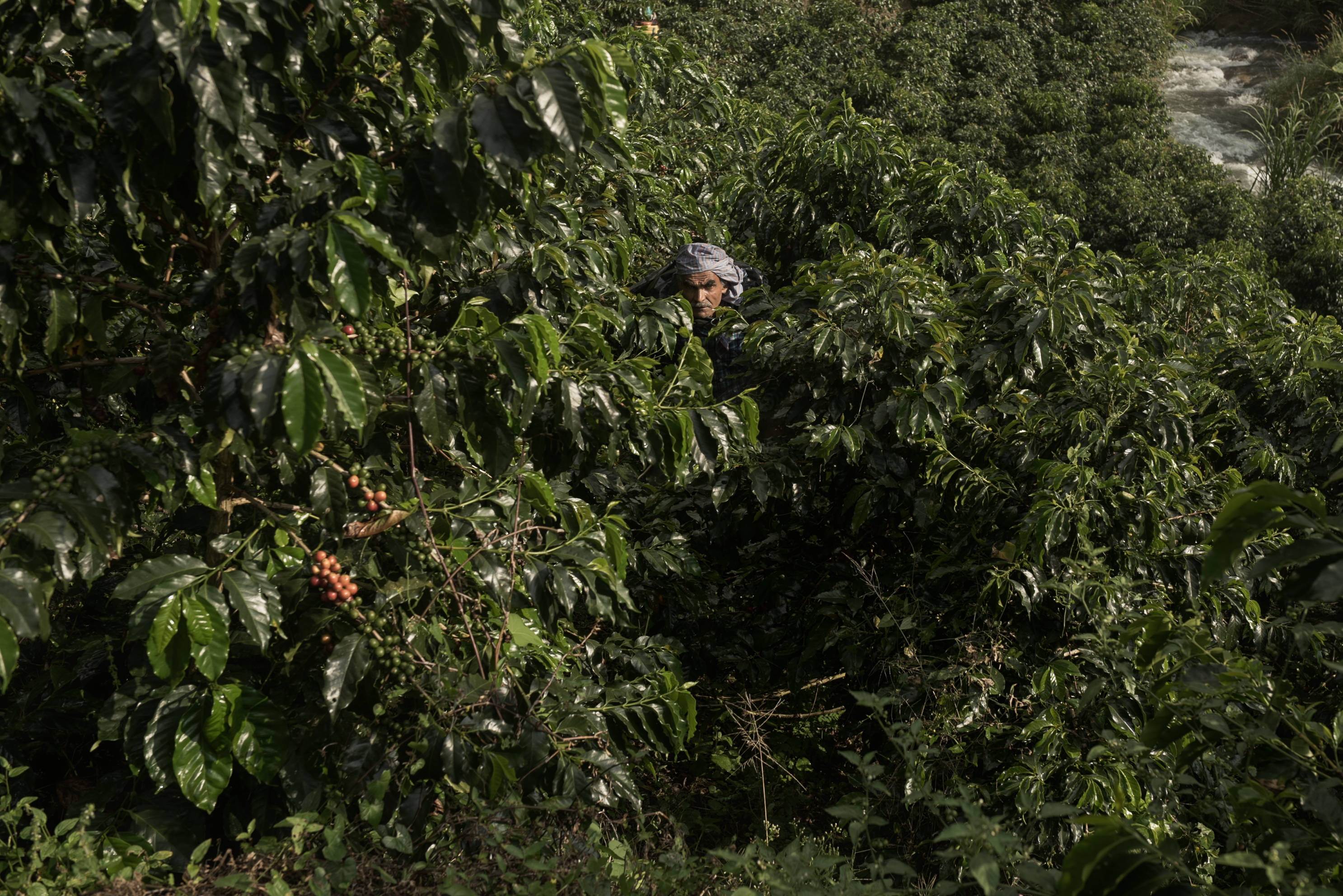 This year it closed with around 14.3 million bags of harvest.