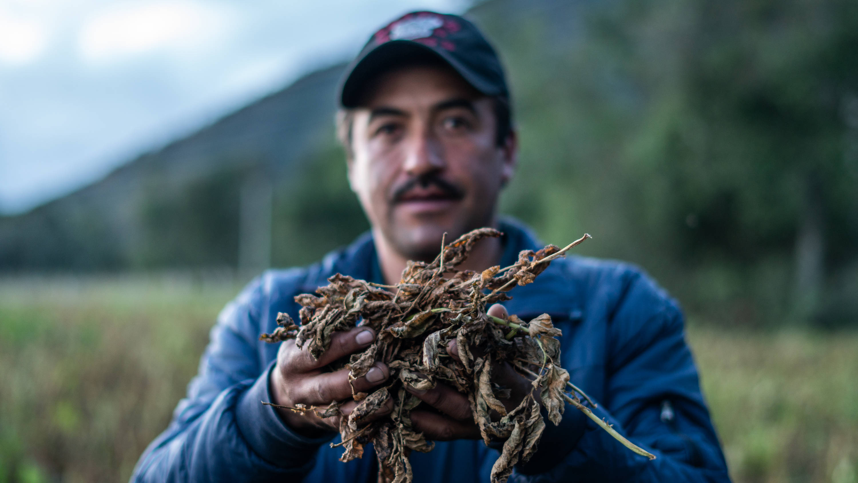 Misael Suárez sostiene las hojas secas de su cultivo de papa afectado por las heladas y el verano.