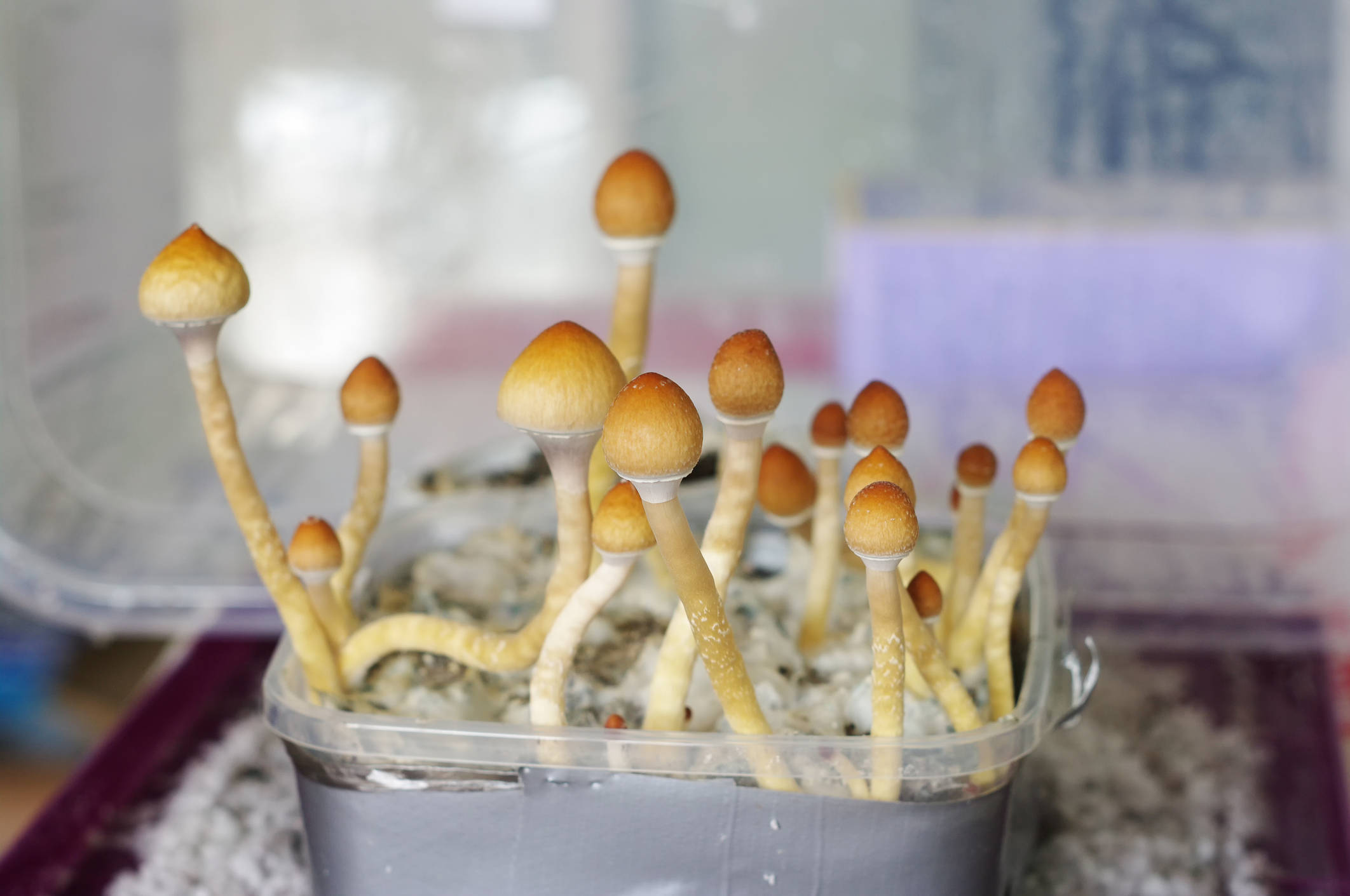 La verdad sobre los hongos zombi: ¿qué hay detrás de estos parásitos ...