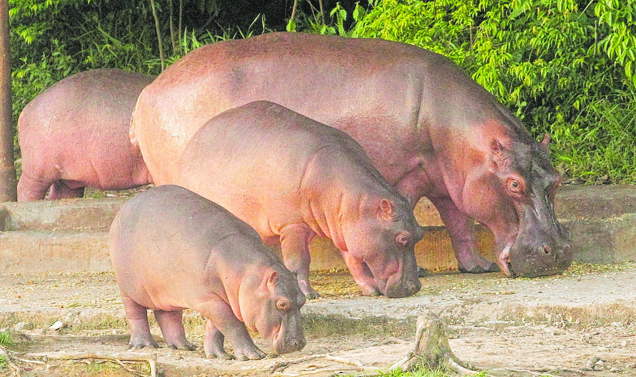 Se pide a la comunidad no acercarse a estos animales porque son peligrosos.