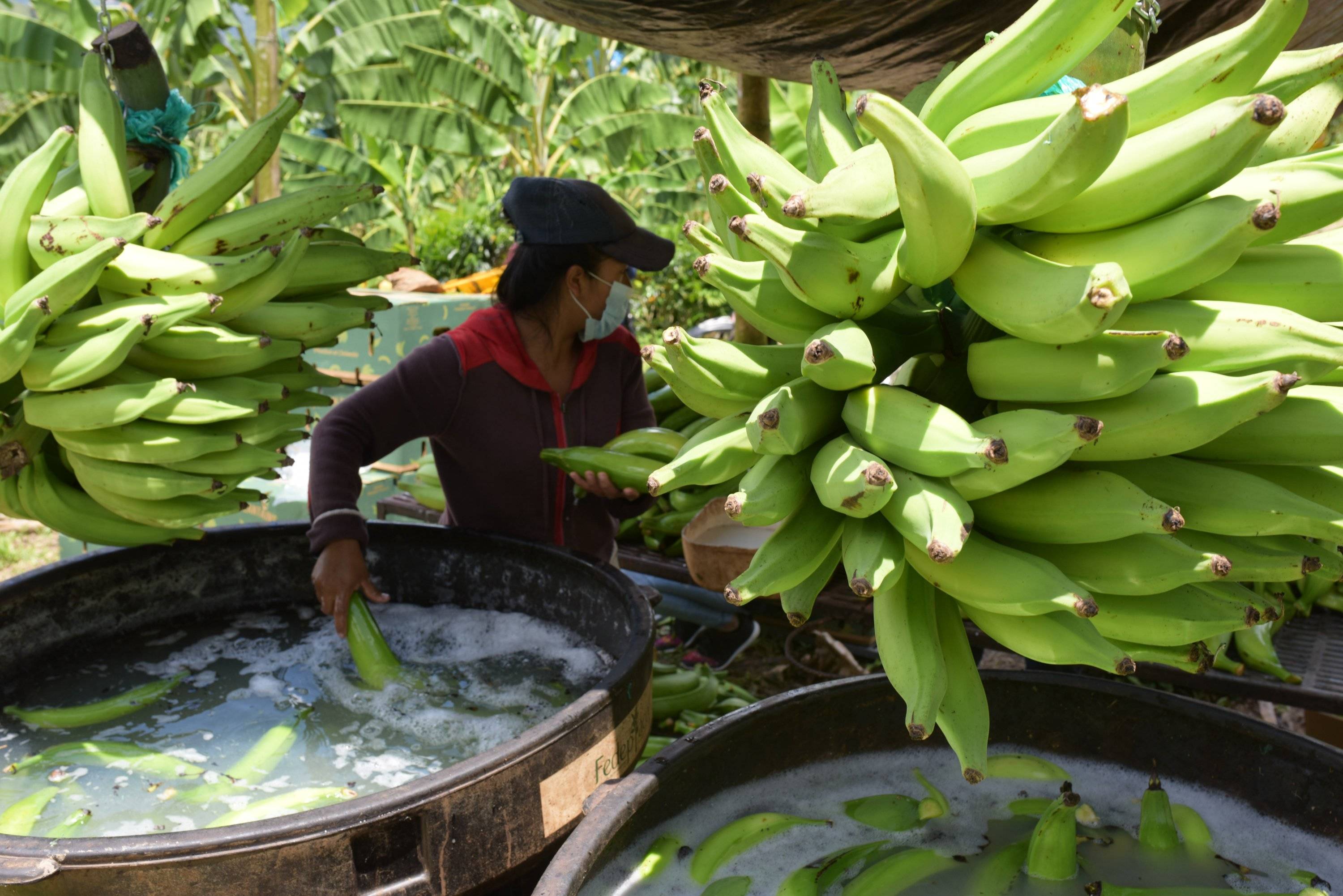 Las ventas de plátano a Estados Unidos crecieron 765 % de enero a mayo, frente al mismo período de 2019.