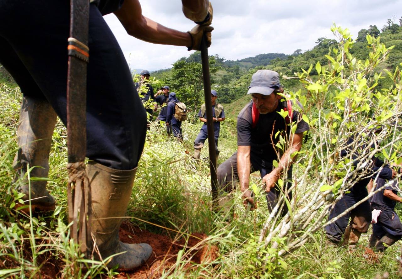 Kolombiya'nın uyuşturucularla mücadelede bahislerinden biri mahsul eradikasyonu olmuştur.