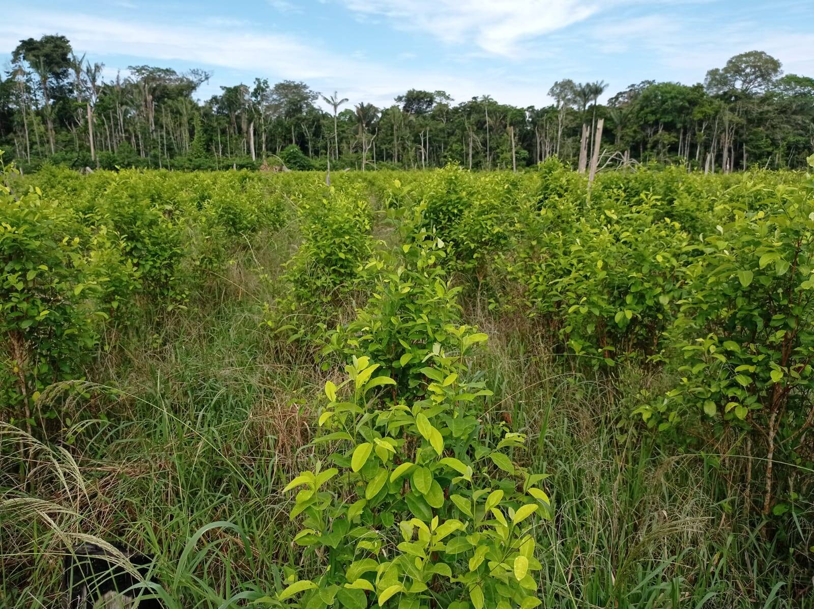 El cultivo de uso ilícito fue localizado en 3.8 hectáreas de bosque taladas de manera indiscriminada con motosierras.
