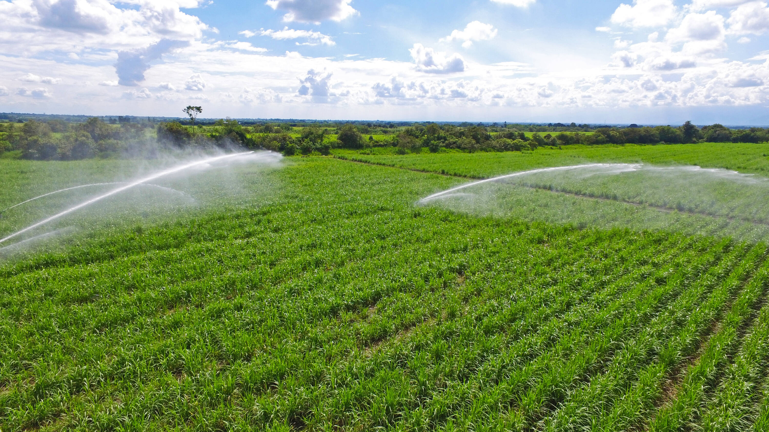 Cultivo de Caña de Azúcar en el Valle del Cauca.