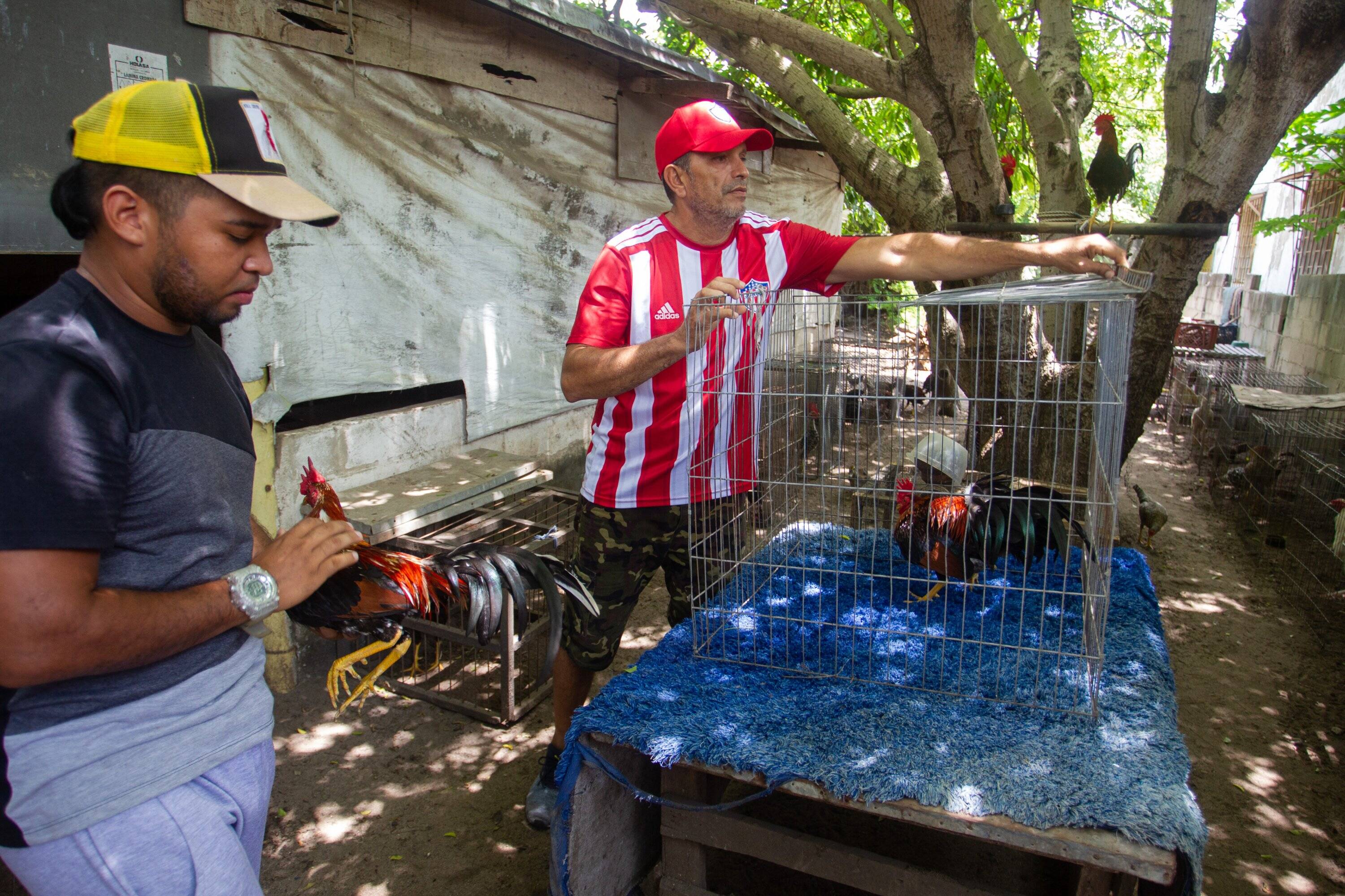Galleros Asegunuran que está actividad hace parte de la idiosincrasia del animal.