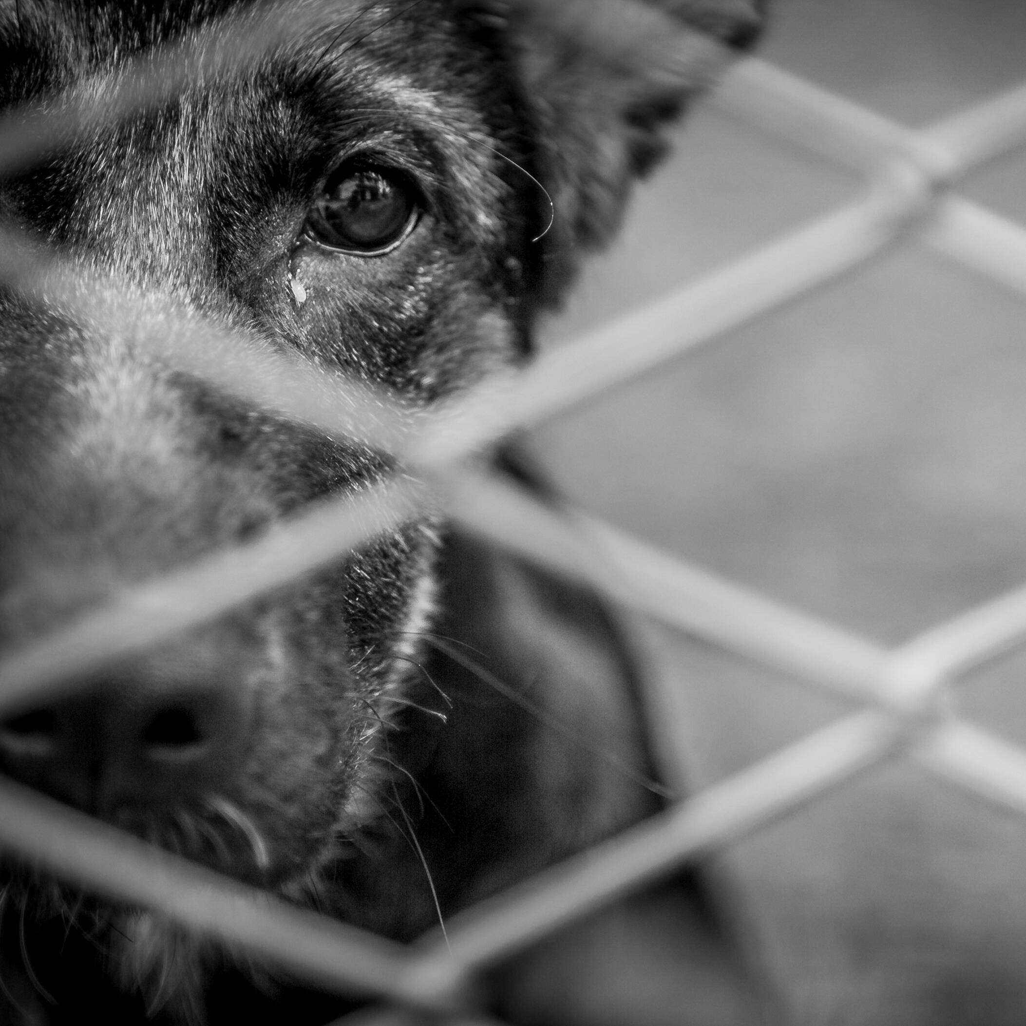 The 35 dogs were in a room among their own waste.