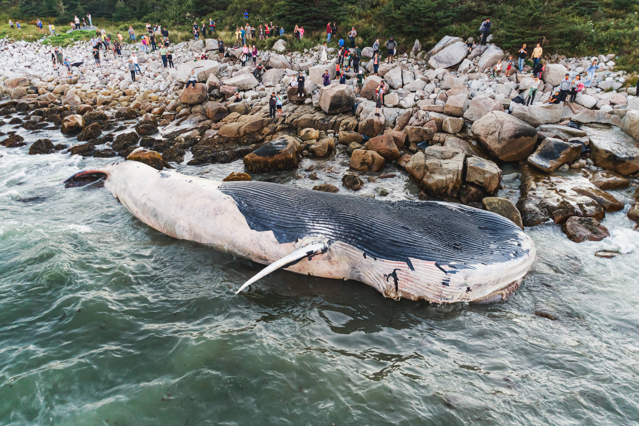 Los varamientos son un fenómeno global común entre las especies marinas, especialmente las ballenas.