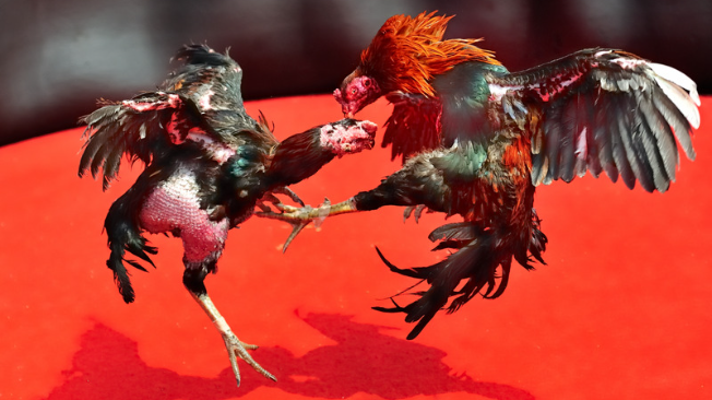 Según Historiadores, Las Peleas de Gallos Son Tradición Milenaria en Muchos Países Asificos.