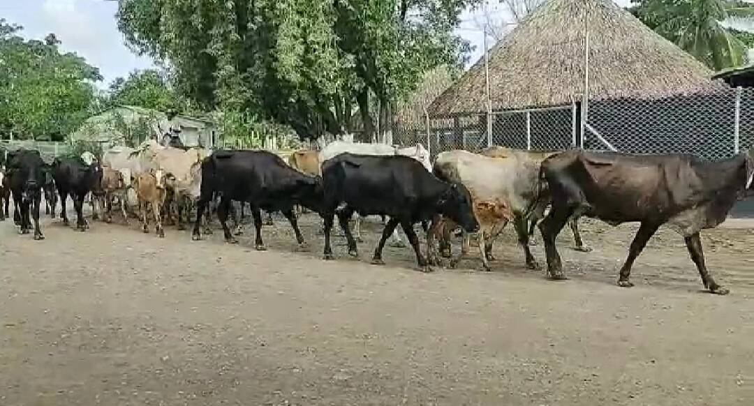 Ganaderos piden a la fuerza pública que intervenga de forma decidida para evitar que la quiebra sea total en el gremio.