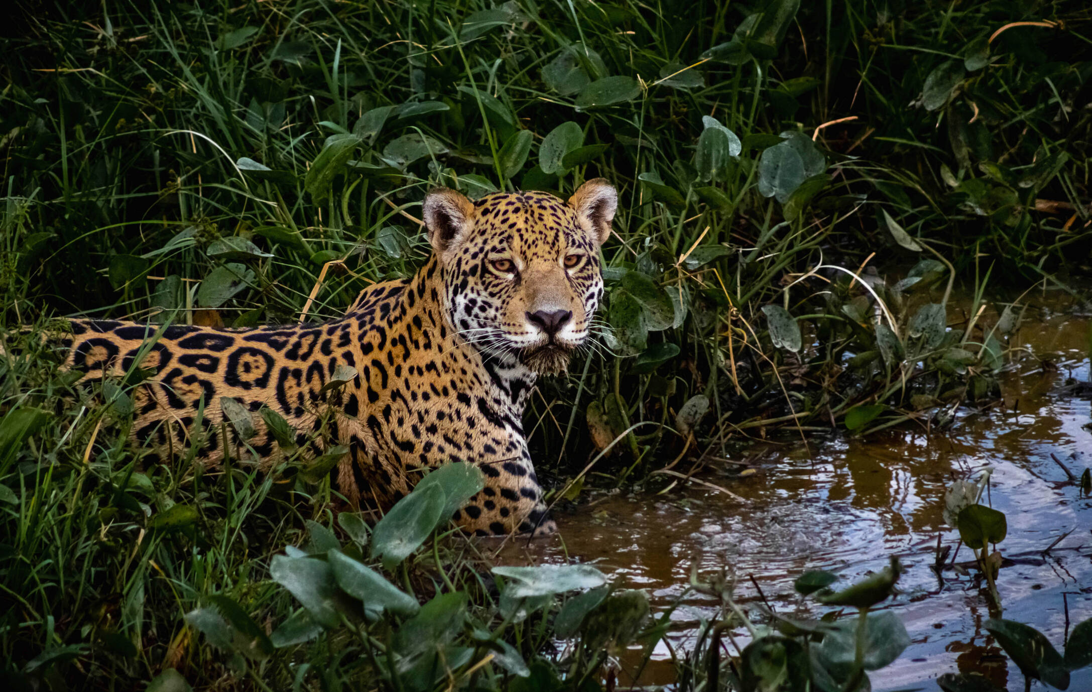 A PESAR DE LOS ESFUERZOS DE LOS PNN HAY ESPICES EN PELIGRO COMO EL JAGUAR.