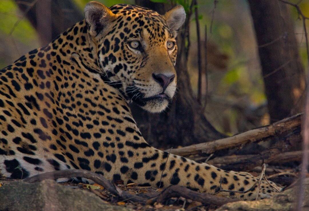 Jaguar