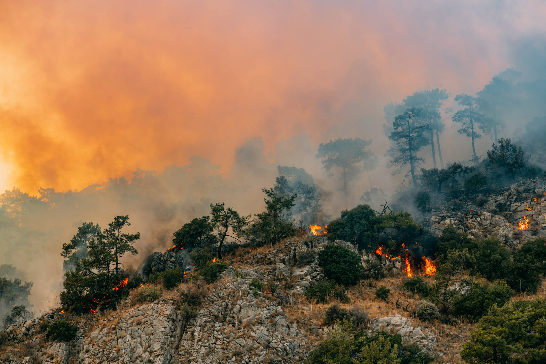 Estos cambios pueden ser naturales, pero desde la década de 1800, las actividades humanas han sido el principal impulsor del cambio climático.