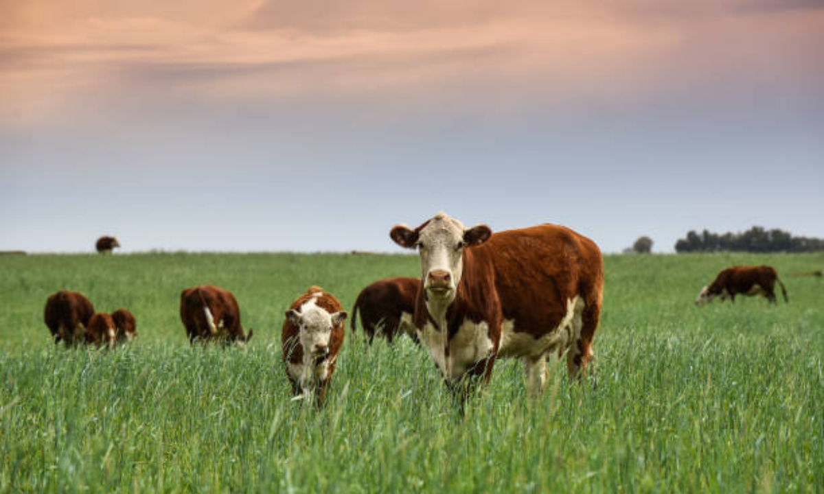 Dövülen köpek saldırgan tarafından hayatını kaybetti ve gömüldü