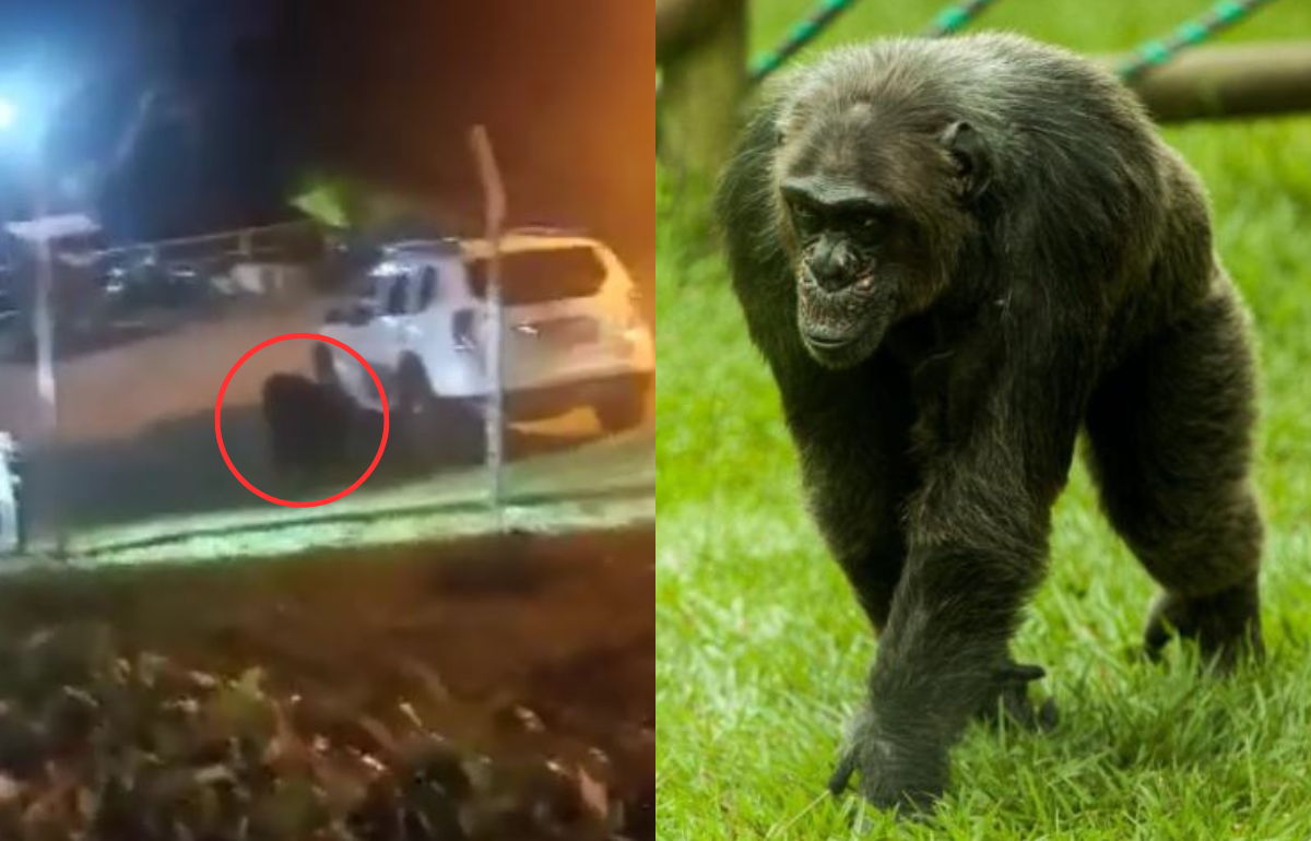 Chimpancés escaparon del Ukumarí. En la foto, Pancho.