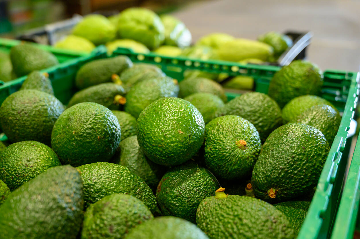 Aguacate Hass es considerada la cuarta agroindustria dentro de las más importantes para el país.