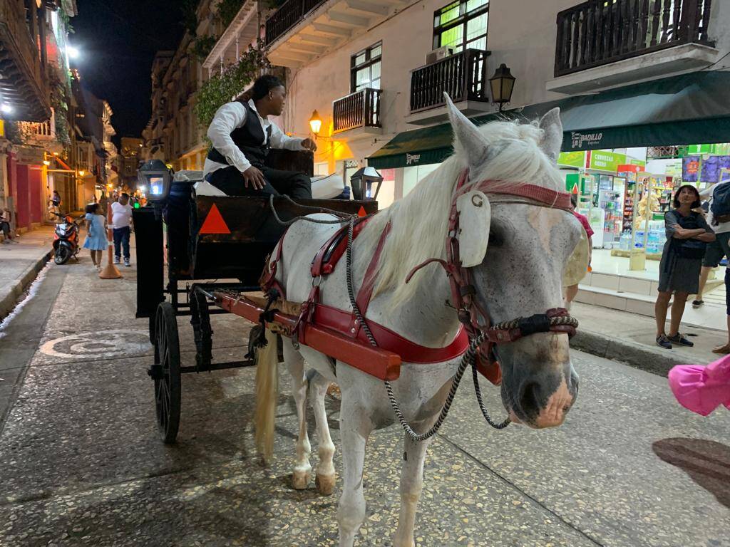 Caballos cocheros de Cartagena podrían desaparecer este año.