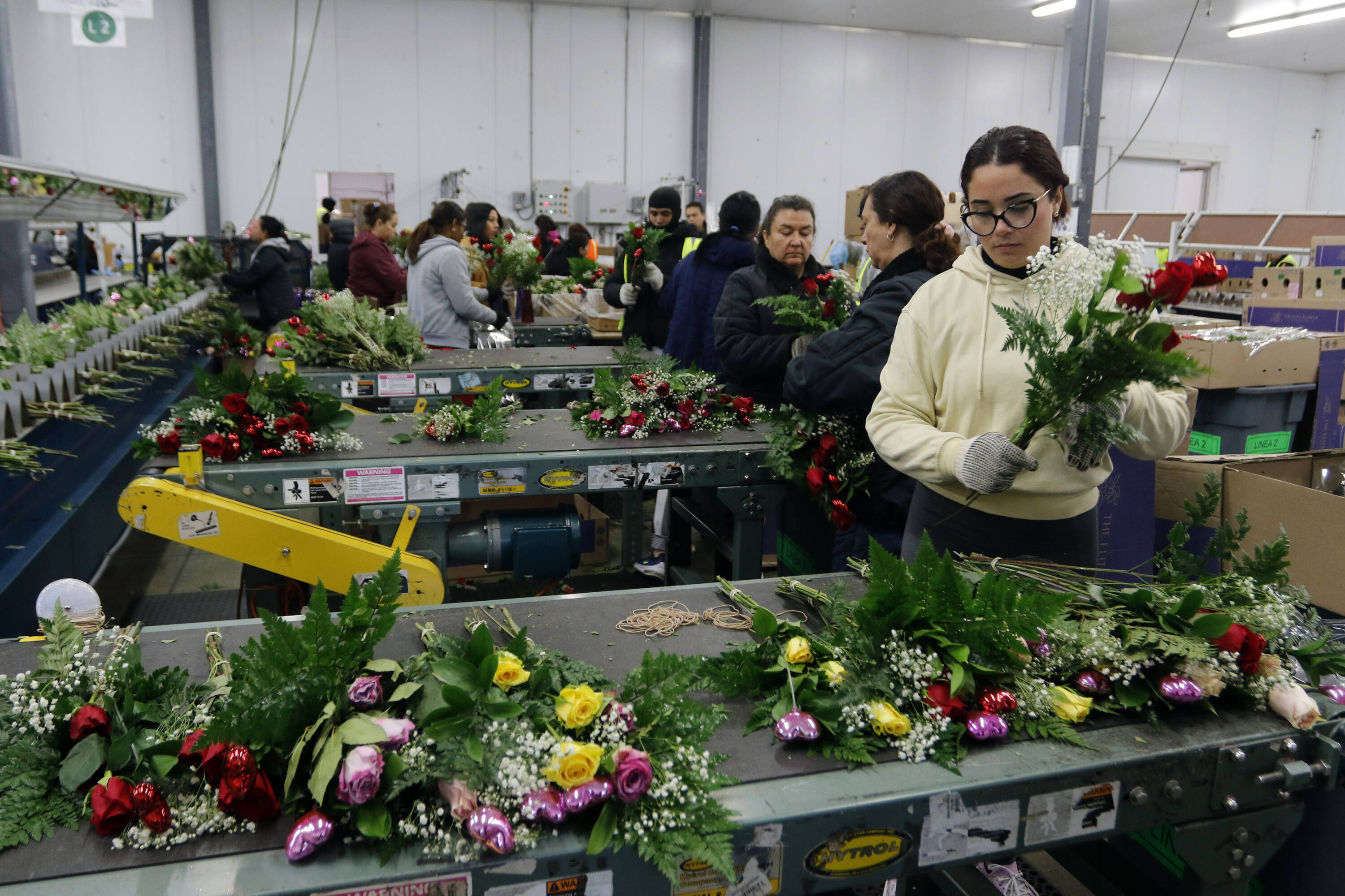 The marathon operation to transport 14,000 tons of flowers from Colombia to the United States for Valentine's Day