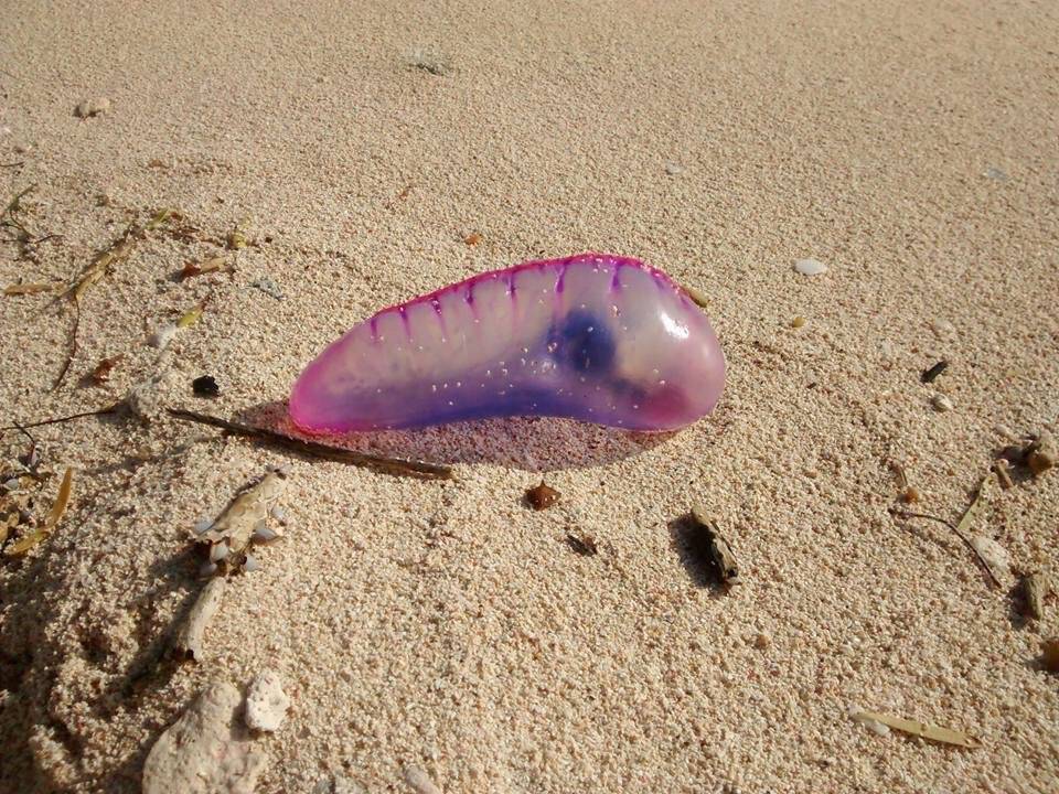 Fragata Portuguesa.