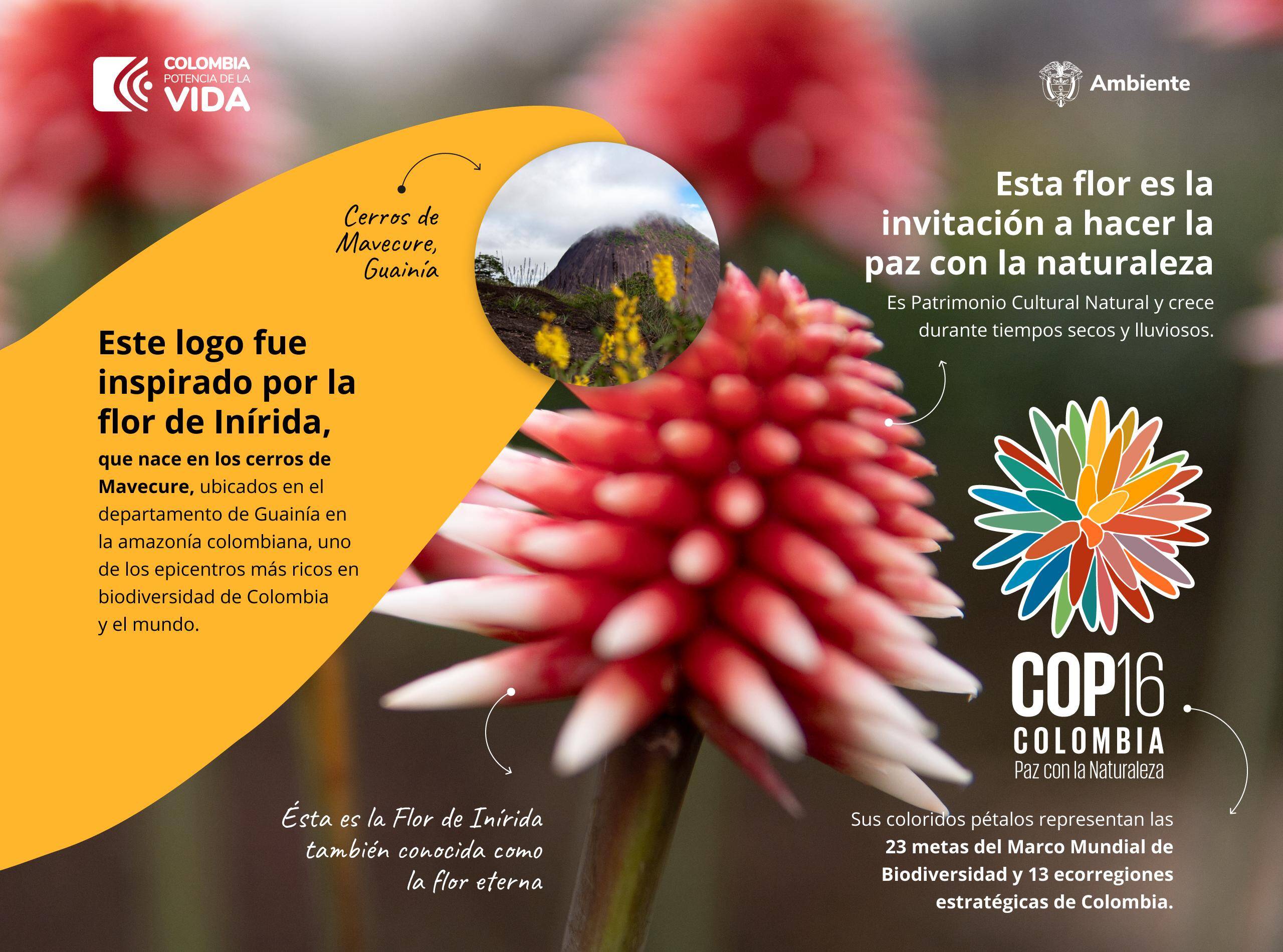 COP16: esta es la imagen oficial del evento inspirada en la flor de Inírida