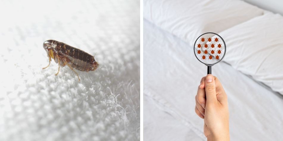 Las pulgas pasan por un ciclo de cuatro etapas: huevo, larva, capullo y adulto.