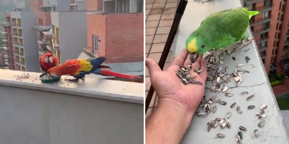 ¿Qué come una guacamaya?