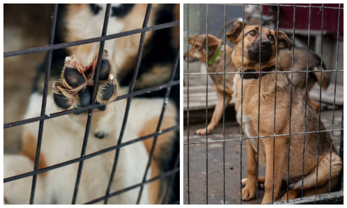 Cuatro adolescentes son investigados por matar a una perrita en Brasil; sus padres podrían estar implicados por presuntamente encubrir el crimen