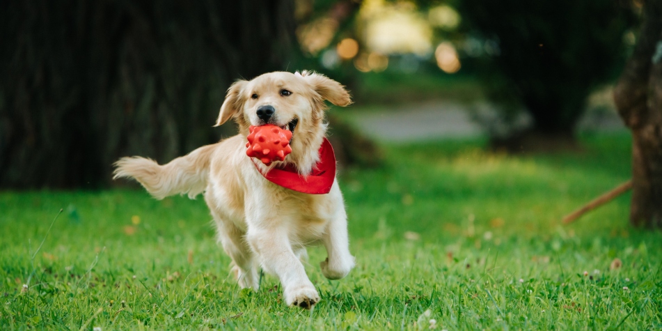 La Edad depende de su Raza.