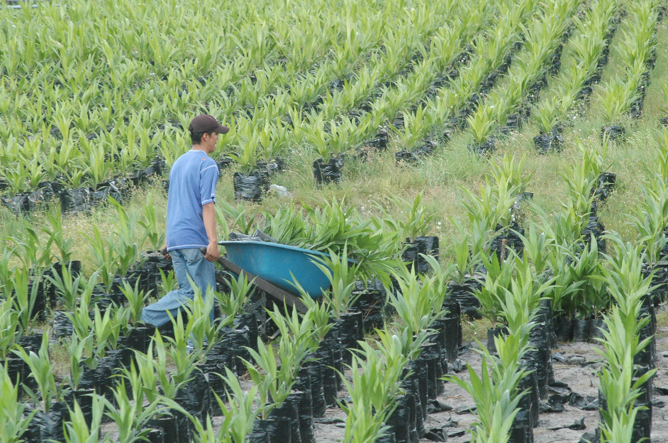 El sector del agro explicó casi la mitad del crecimiento en el trimestre.