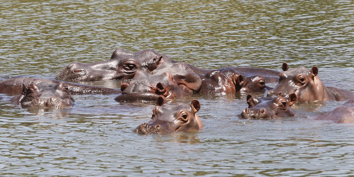Hipopótamos serán esterilizados y reubicados.