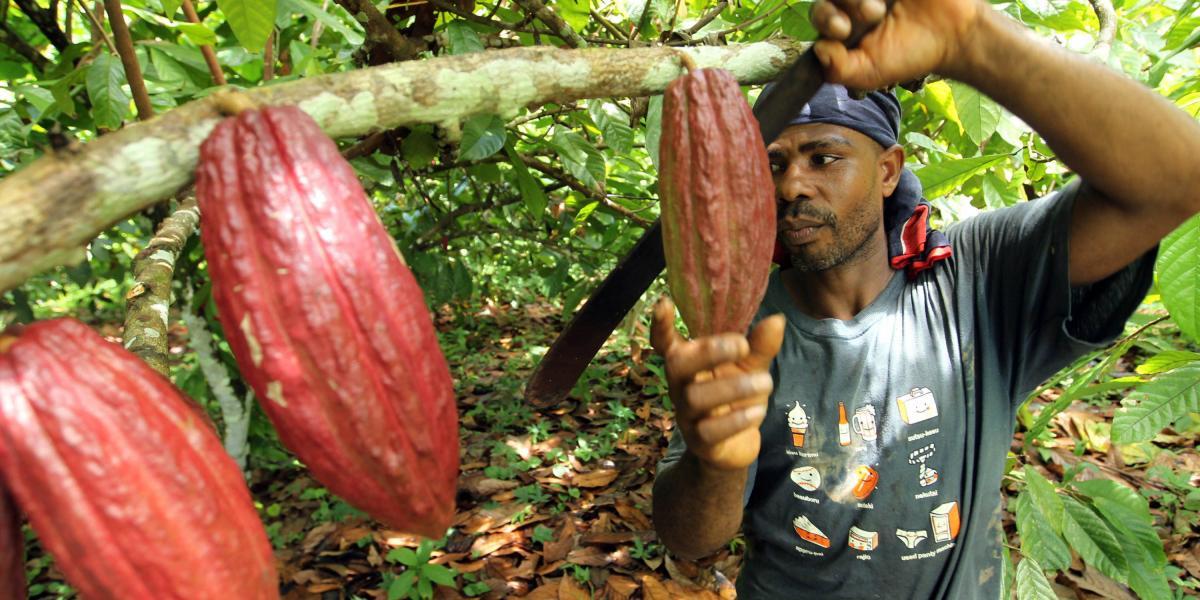 Un ejemplo de producción agrícola sostenible en Colombia es el cacao, que en lugar de generar deforestación, la previente.