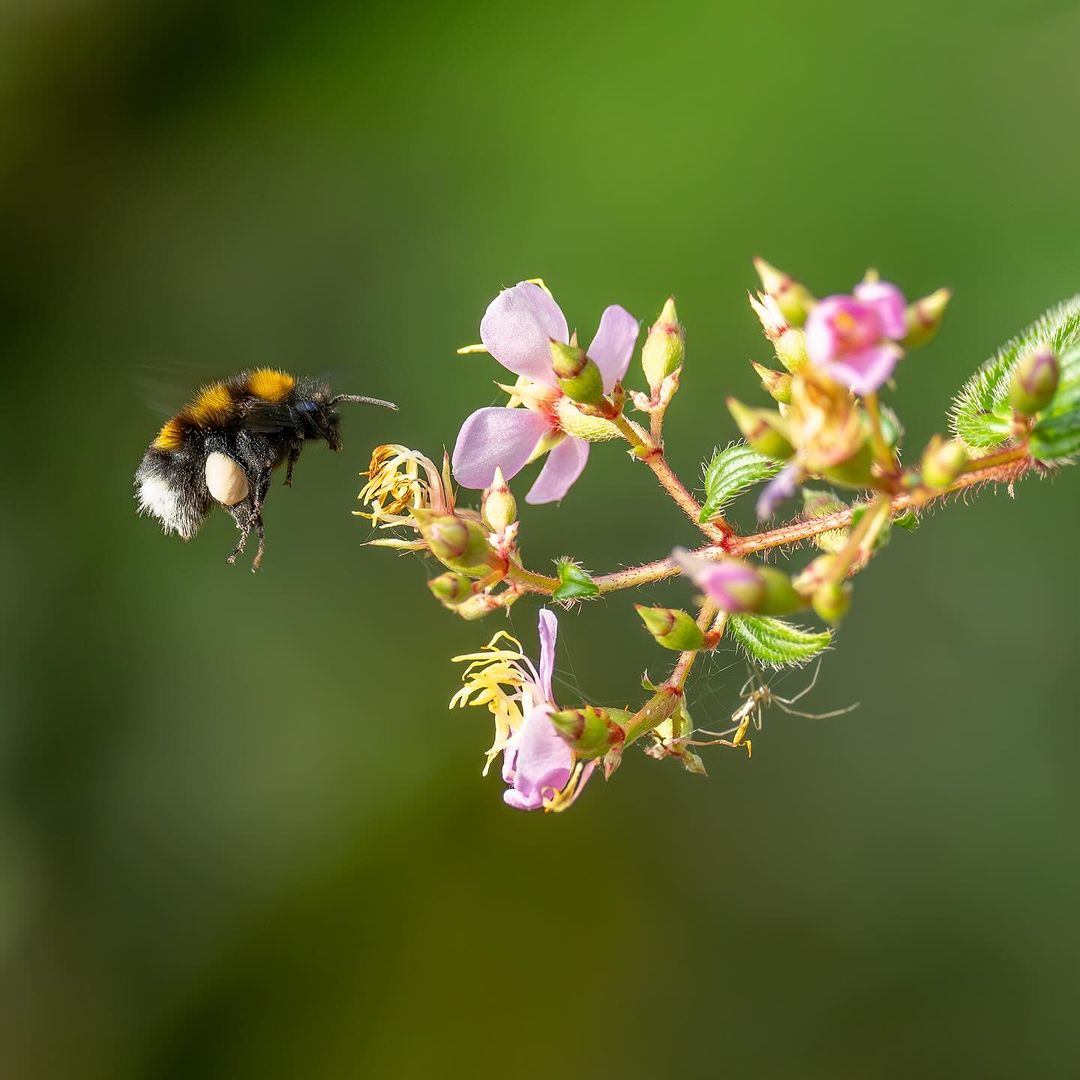 De acuerdo con el Instituto Humboldt, en Colombia, el vacío taxonómico en relación con las Abejas Nativas sin Aguijón es grande. En la imagen una bombus hortulanus, el Bombus más habitual en la Reserva Natural Madhú.
