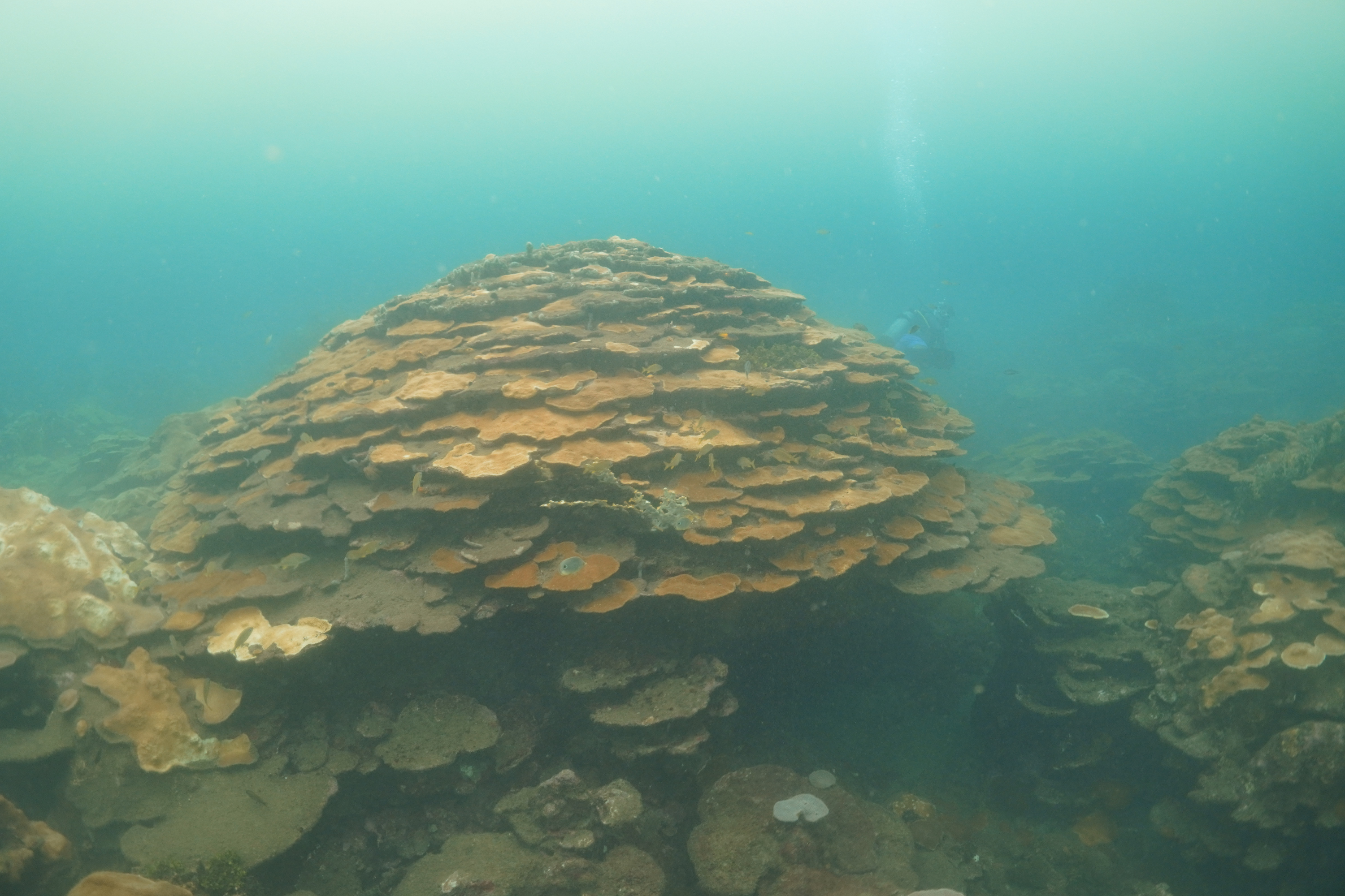 Corales de varadero en Cartagena 2024