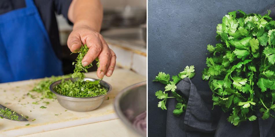 La coriandre contient des vitamines.