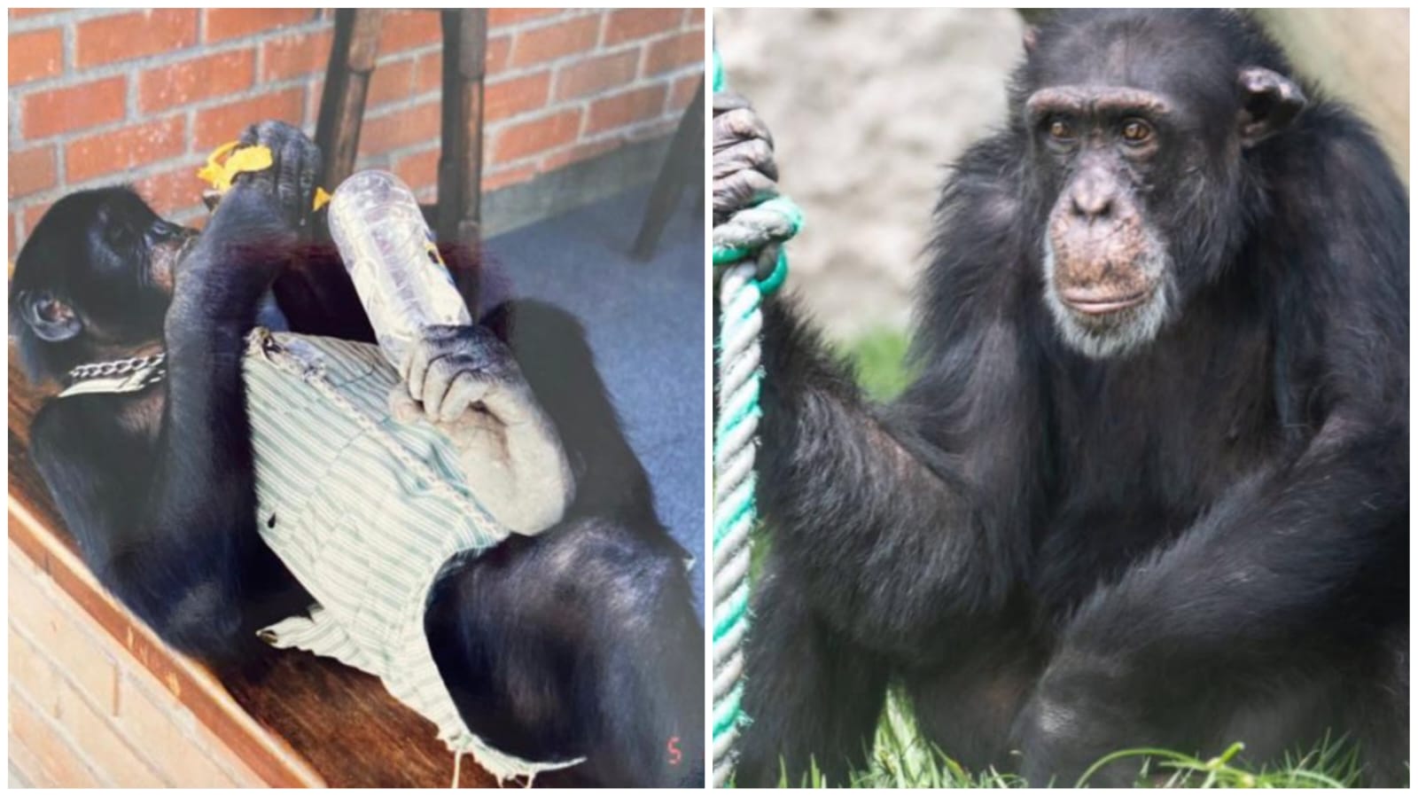 Yoko será enviado a Brasil