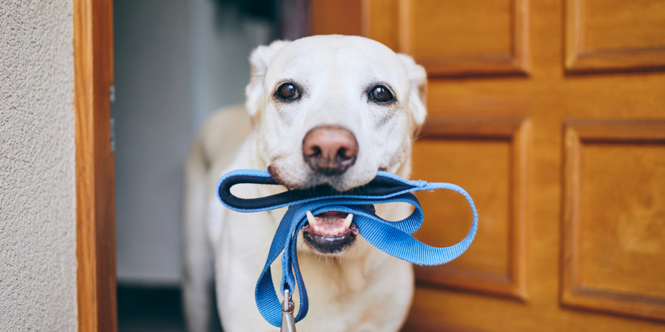 Además del olfato, los perros emplean su vista y oído para identificar señales geográficas familiares que los guían en su recorrido.
