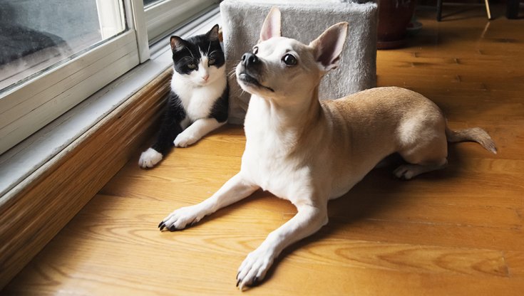 Perros y gatos