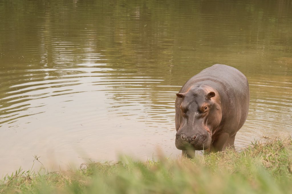 Colombia prepara un costoso traslado de los hipopótamos de Pablo Escobar | El Tiempo