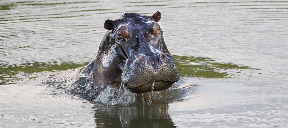 Hipopótamo sumergido.