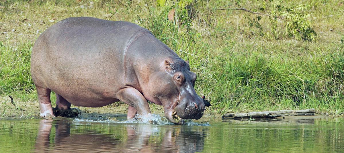 Hipopótamos puerto triunfo.