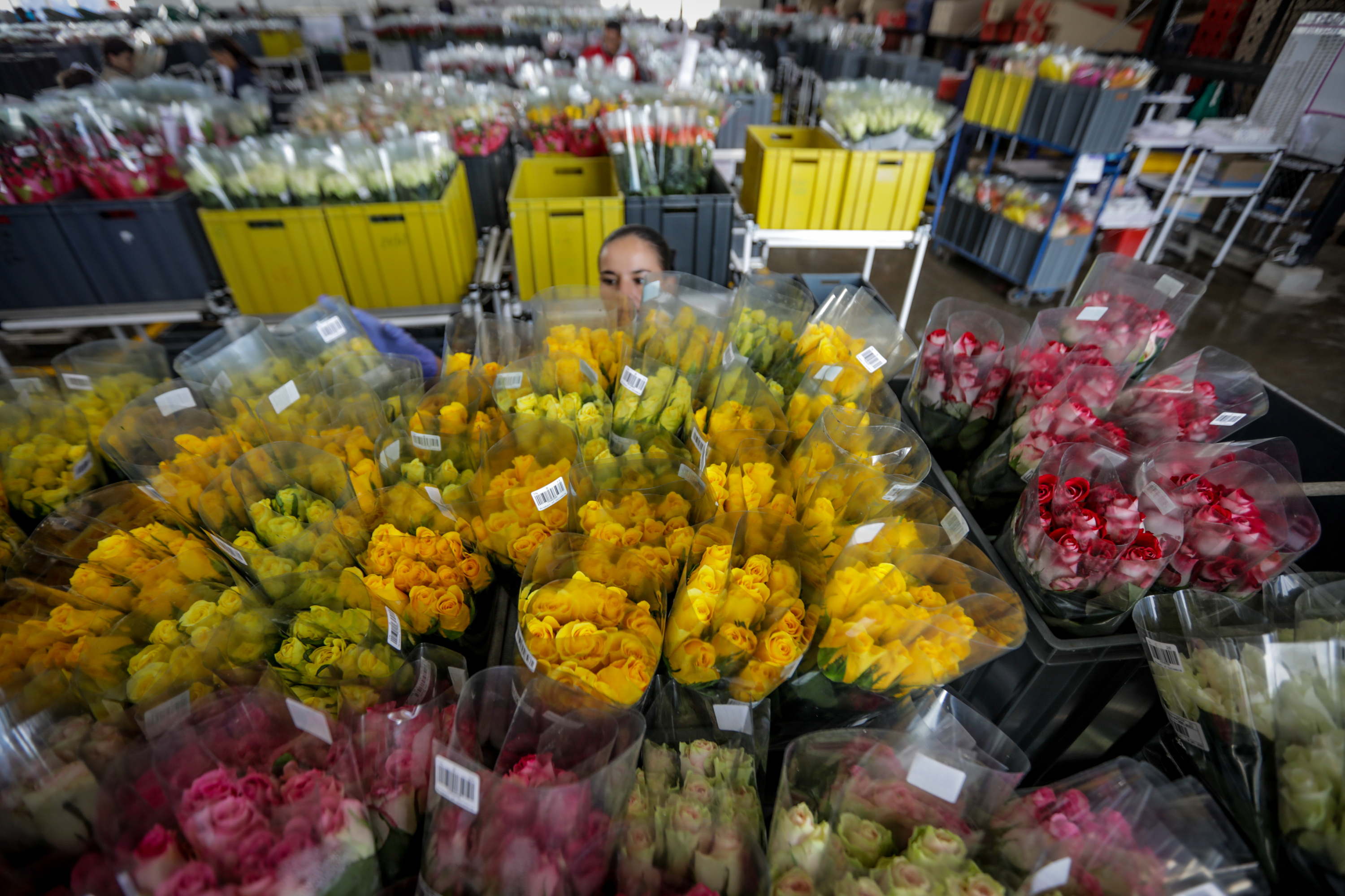 Preparation of flowers for Valentine's Day